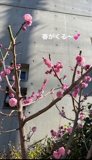 鳥取県米子市皆生温泉のソープランド かのん-KANON-　写メ日記　春がくるー♪画像