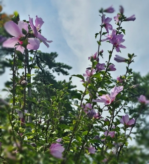 鳥取県米子市皆生温泉のソープランド かのん-KANON-の写メ日記　おはようございます乙葉です⟡.·*.画像
