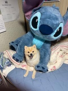 鳥取県米子市皆生温泉のソープランド かのん-KANON-の写メ日記　お礼日記🪄︎︎◝✩画像