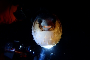 鳥取県米子市皆生温泉のソープランド かのん-KANON-の写メ日記　あけましておめでとうございます画像