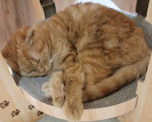 鳥取県米子市皆生温泉のソープランド かのん-KANON-の写メ日記　お疲れ様です(*ˊ˘ˋ*)画像