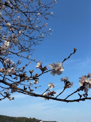 鳥取県米子市皆生温泉のソープランド かのん-KANON-の写メ日記　お久しぶりです画像