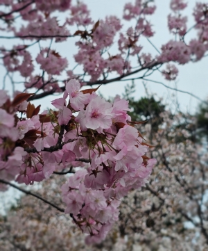 鳥取県米子市皆生温泉のソープランド かのん-KANON-の写メ日記　おはようございます乙葉です⟡.·*.画像