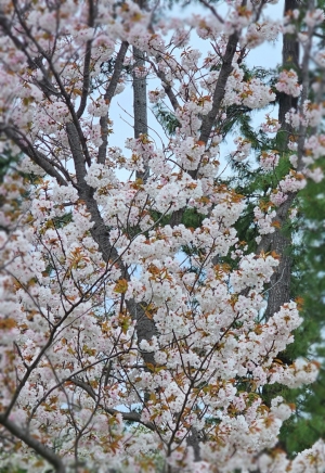 鳥取県米子市皆生温泉のソープランド かのん-KANON-の写メ日記　おはようございます乙葉です⟡.·*.画像