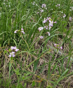 鳥取県米子市皆生温泉のソープランド かのん-KANON-の写メ日記　おはようございます乙葉です⟡.·*.画像