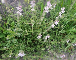 鳥取県米子市皆生温泉のソープランド かのん-KANON-の写メ日記　おはようございます乙葉です⟡.·*.画像